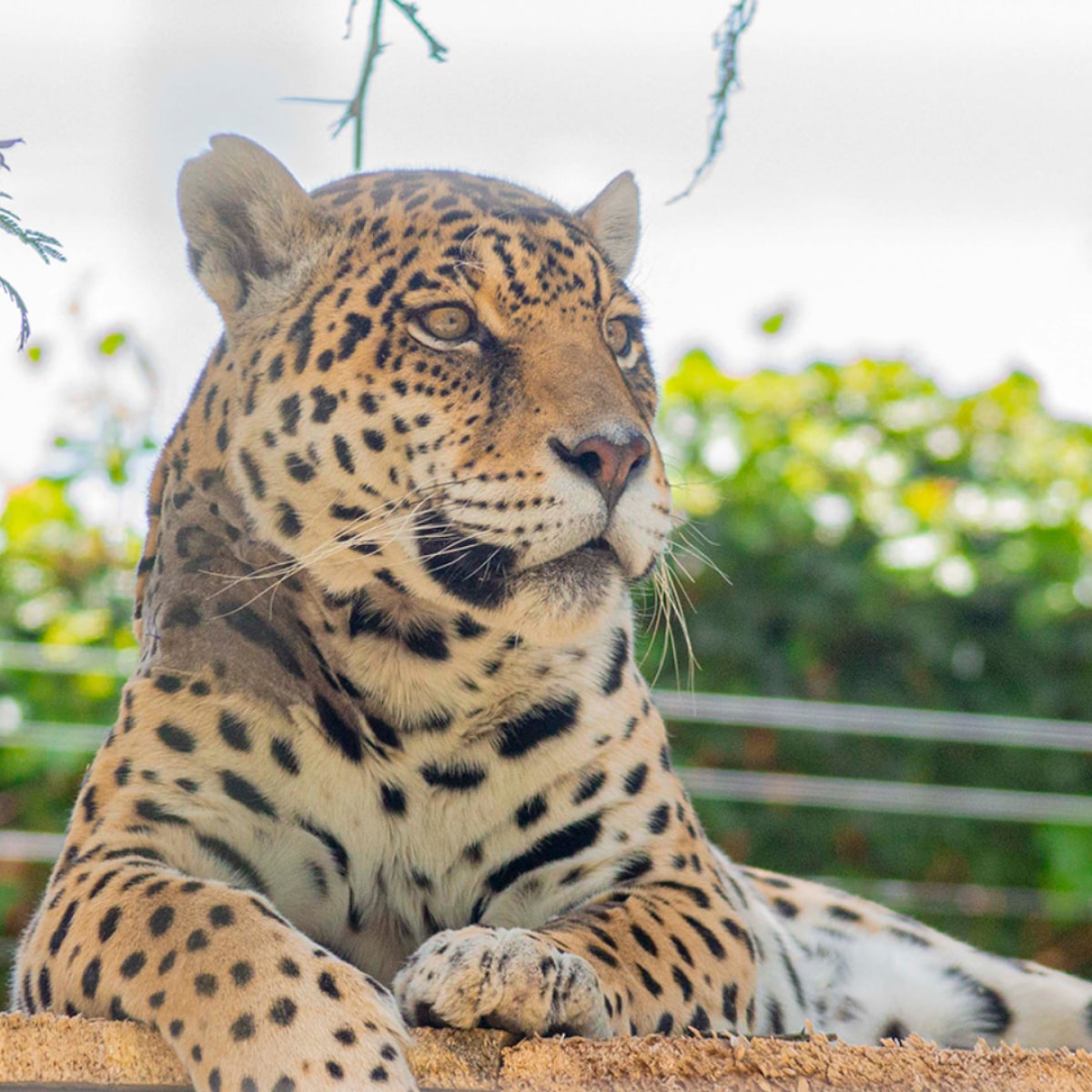 Decoración de fondo de un animal del Quito Zoo